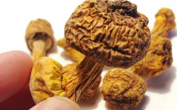 巴西菇、姬松茸烘干機-怎樣烘干色澤好且菇體褶片完整?