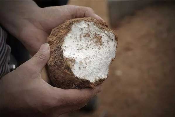 茯苓干燥易碎裂吸濕怎么辦？茯苓烘干機助力企業規?；a!